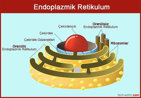 Granülsüz endoplazmik retikulum görevleri